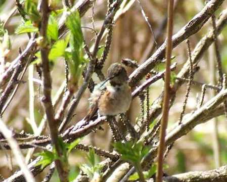 female hummer