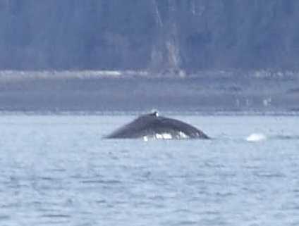 whale