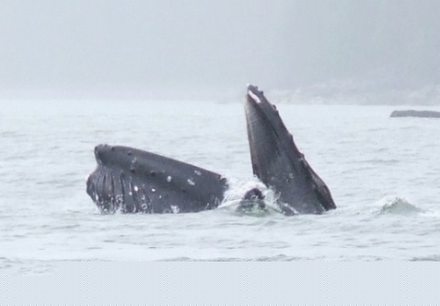 whale lunge