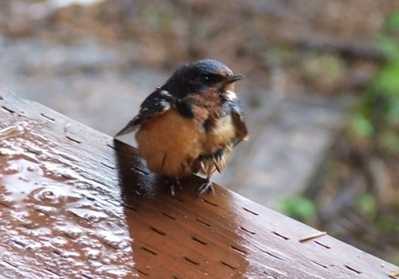 swallow
