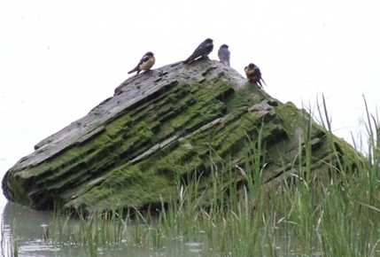 swallows