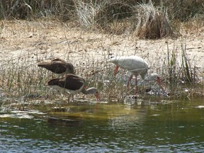 ibis family