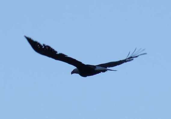 eagle