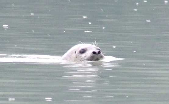 harbor seal