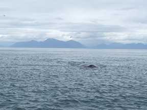 stealth whale