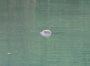 baby seal