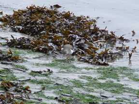 sandpiper