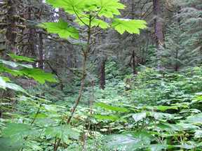 forest