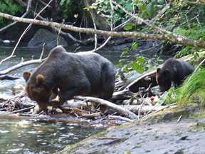 bears