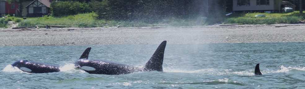 orcas