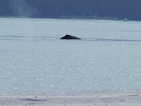 whale