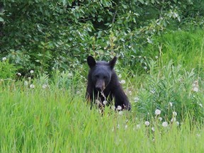 bear