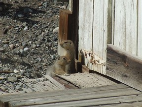 squirrels