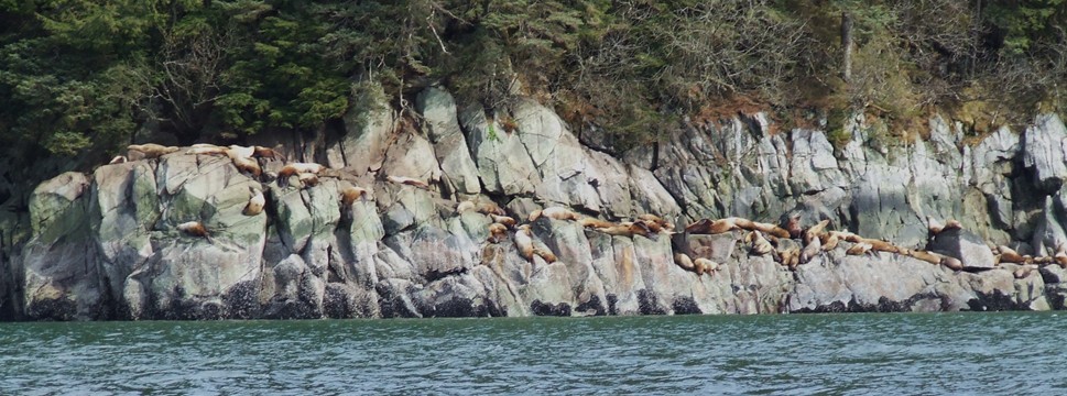 lions