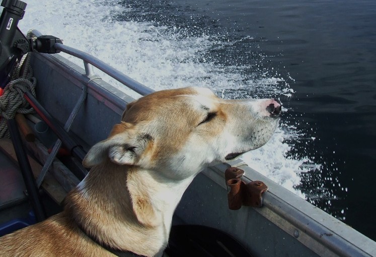 Boat Dog