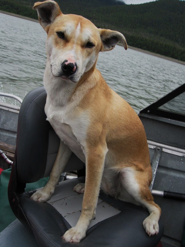 dog