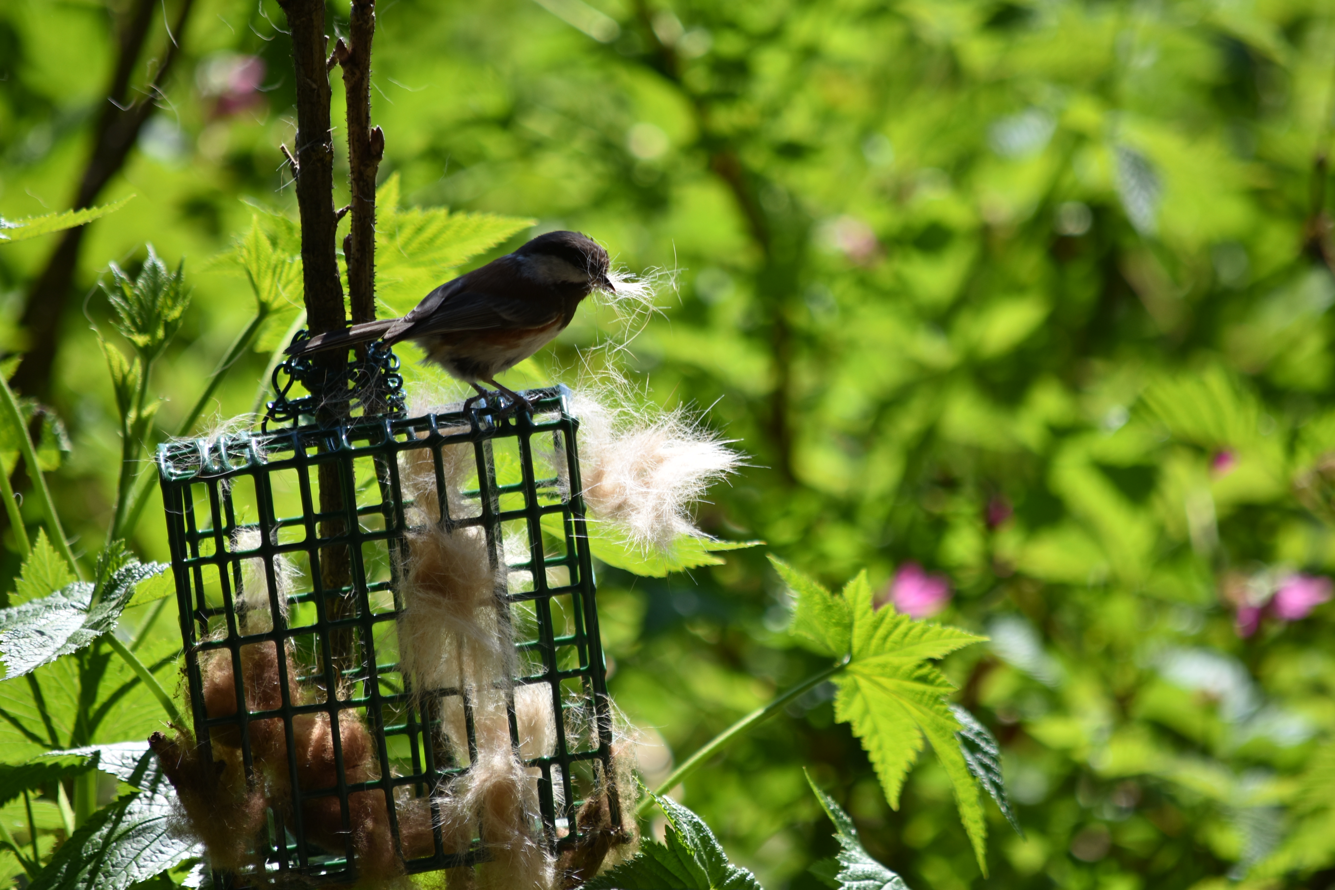chickadee