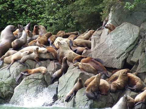 lions