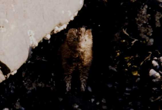 mink