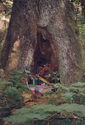 tree shed