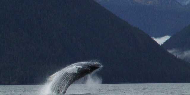 whale