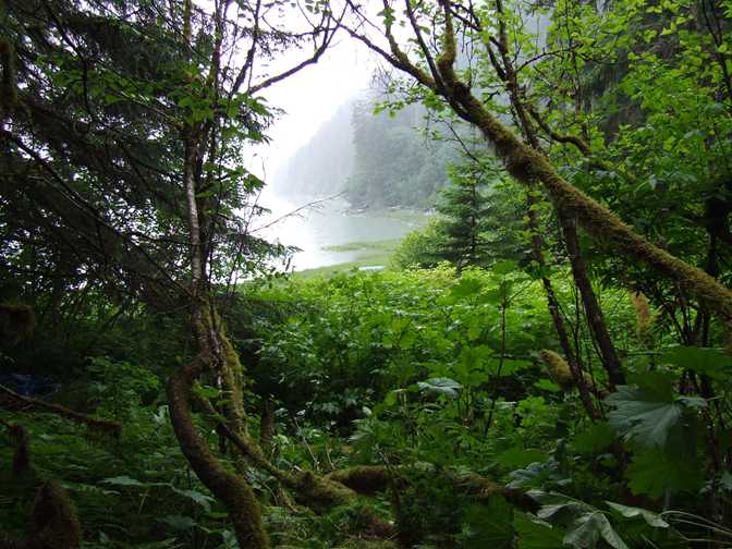 view from cottonwood
        cabin