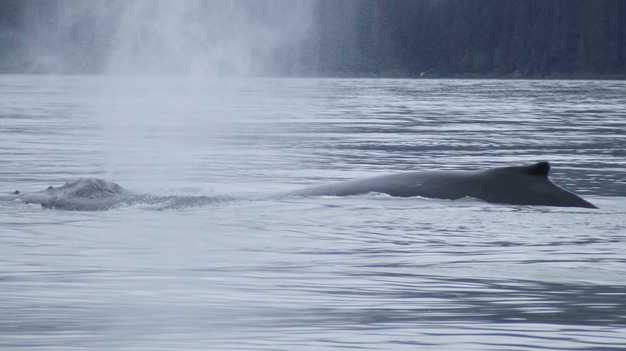 whales