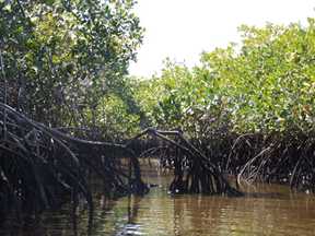 mangroves kayaking