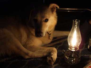 Lamp dog