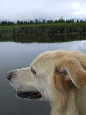 Canoe dog