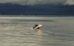 orca breach