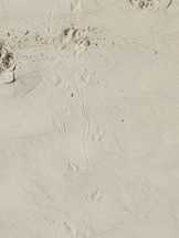 lizard tracks
