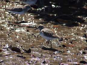 sandpipers