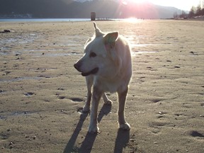 Sandy Beach dog